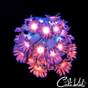 STARS AND STRIPES GONI