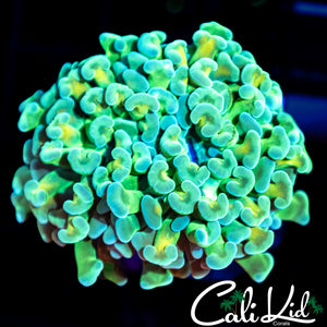 CK Candy Apple Branching Hammer
