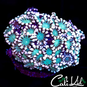 Pink Petal Alveopora