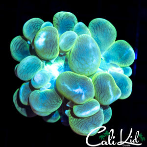 Watermelon Bubble Coral