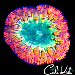 Orange Bang Bubble Blasto