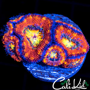 Rainbow Acan Mini Colony