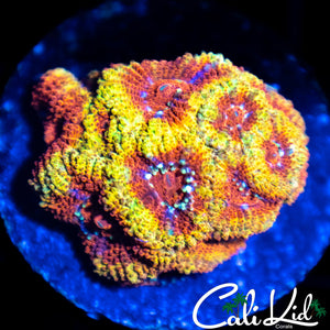 CK Firewater Micromussa