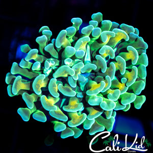 CK Candy Apple Branching Hammer