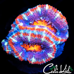 Superman Acan Double
