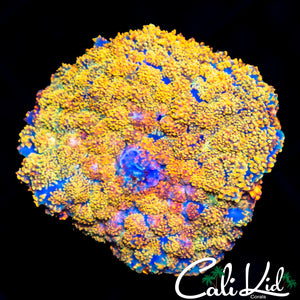 Large Rainbow Rim Rhodactis