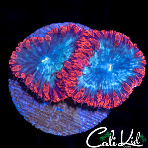 Superman Blasto Double