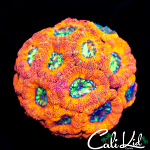 Ultra Micromussa Colony