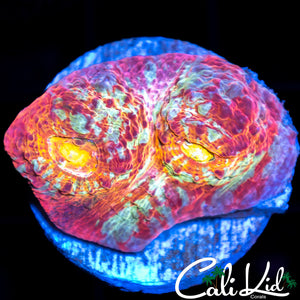 Monster Eye Chalice