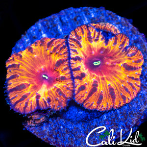 Indo Rainbow Blasto Quad