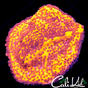 Starburst Monti Chunk