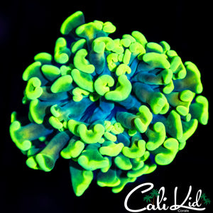 CK Sour Apple Branching Hammer