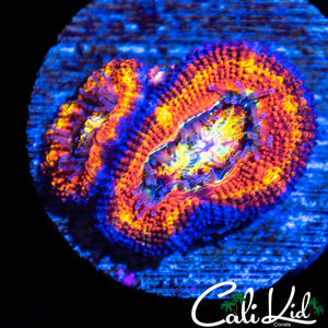 Ultra Acan Double
