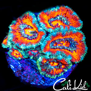 Ultra Acan Mini Colony