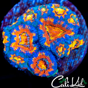 Rainbow Acan Colony