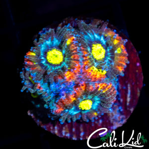 Holy Grail Micro