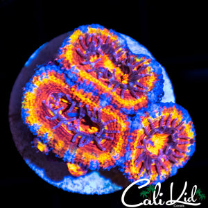 Ultimate Rainbow Acan Triple