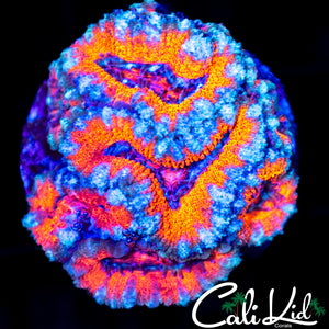 Ultra Acan Mini Colony