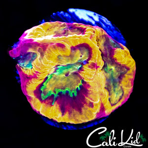 Pandemic Favia