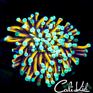 Indo Teal Tip Torch