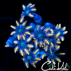Rainbow Clove Polyp