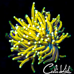 Malaysian Mellow Yellow Torch