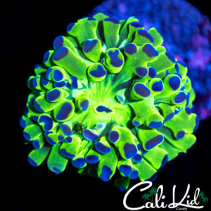 Aquacultured Frogspawn