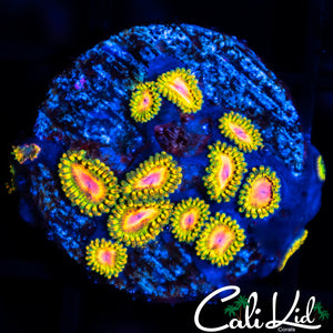 Awesome Blossom Mini Colony