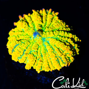 OG Rainbow Rim Rhodactis