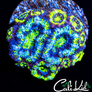 Pink Stripe Acan Mini Colony