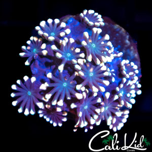 Bi Color Alveopora