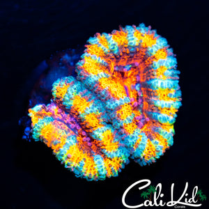 Ultimate Rainbow Acan Double