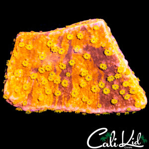 Grafted Starburst Monti