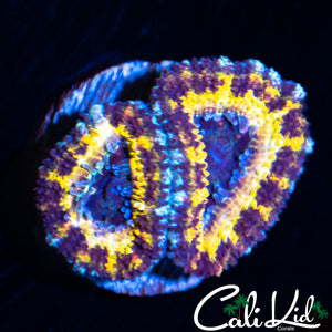CK Black Panther Acan Double