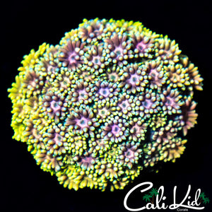 Insane Rainbow Goni Colony