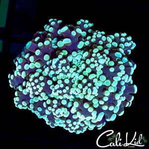Ultra Frogspawn