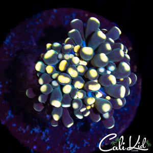 Aquacultured Bi Color Torch