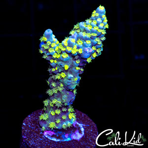 Rainbow Tenius