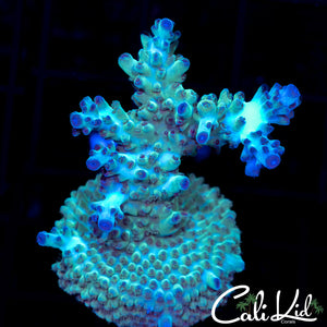 Bi Color Acropora