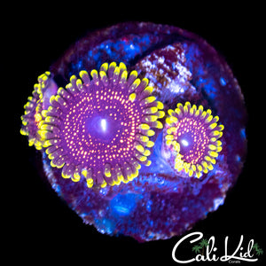 Psychosis Paly Triple