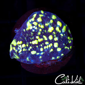 CK Andromeda Chalice
