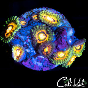 Rainbow Incinerator Mini Colony