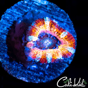 CK Pennywise Acan