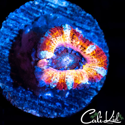 CK Pennywise Acan