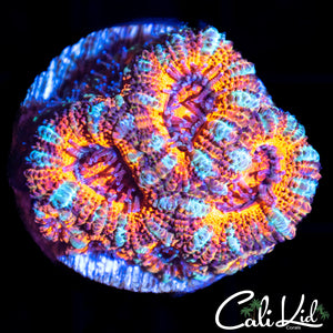 Ultra Rainbow Acan Mini Colony