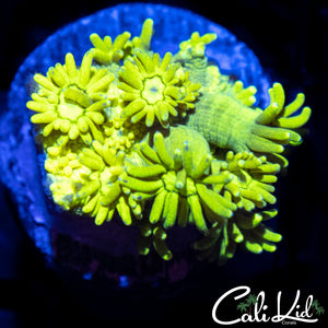 CK Banana Bay Goni