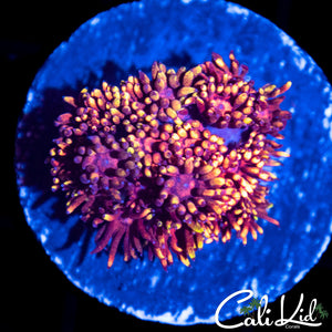 CK Fireworks Goni