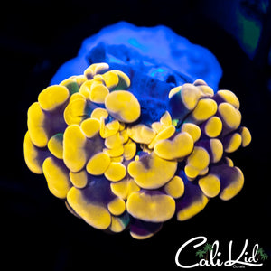 Aquacultured True Orange Branching Hammer