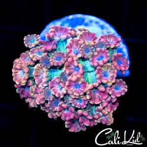 CK Cherry Blossom Alvy