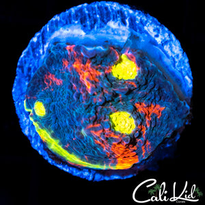 CK Candyland Chalice
